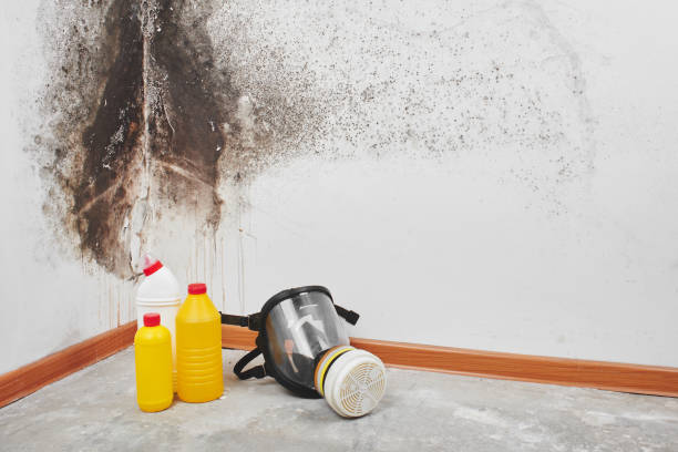 Best Commercial Mold Remediation in USA